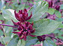 California Allspice,Carolina allspice, strawberry shrub, pineapple shrub,Sweet Betsy,گل شراب
